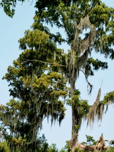 20180823 New Orleans, Alligator trail boat