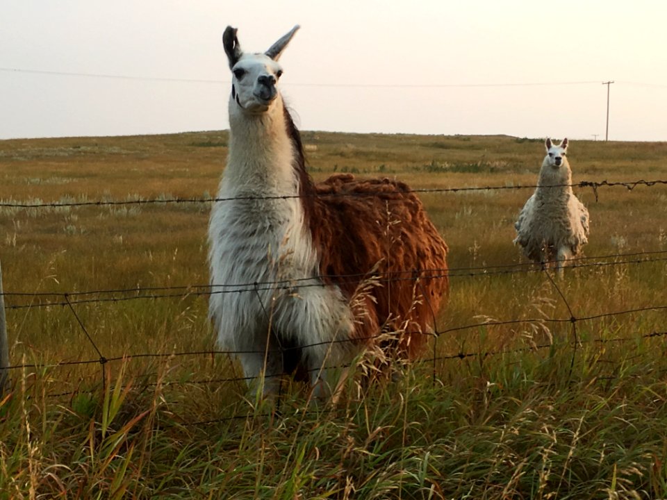2018/365/236 The Llamas Who Say "Ni!" Demand a Shrubbery