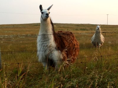 2018/365/236 The Llamas Who Say "Ni!" Demand a Shrubbery