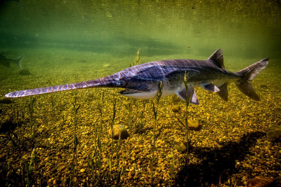 Paddlefish