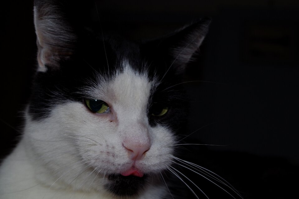 Cute feline domestic