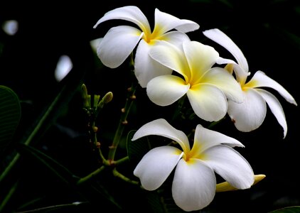 Plant floral spring photo