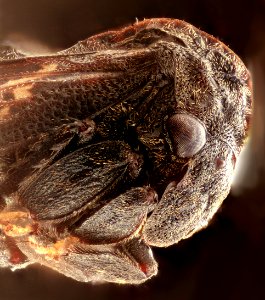 Tylopelta gibbera,f, full light 2016-11-12-19.31