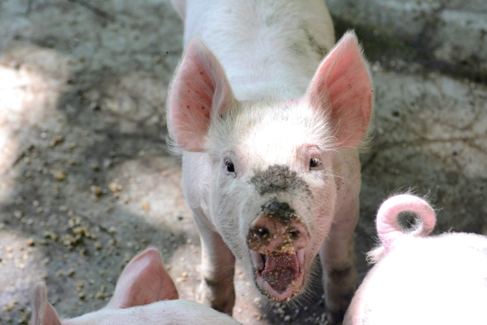 Pig on Mountain Farm Museum, summer 2018--Chalice Keith