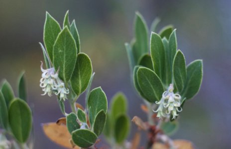Manzanita Flowers
