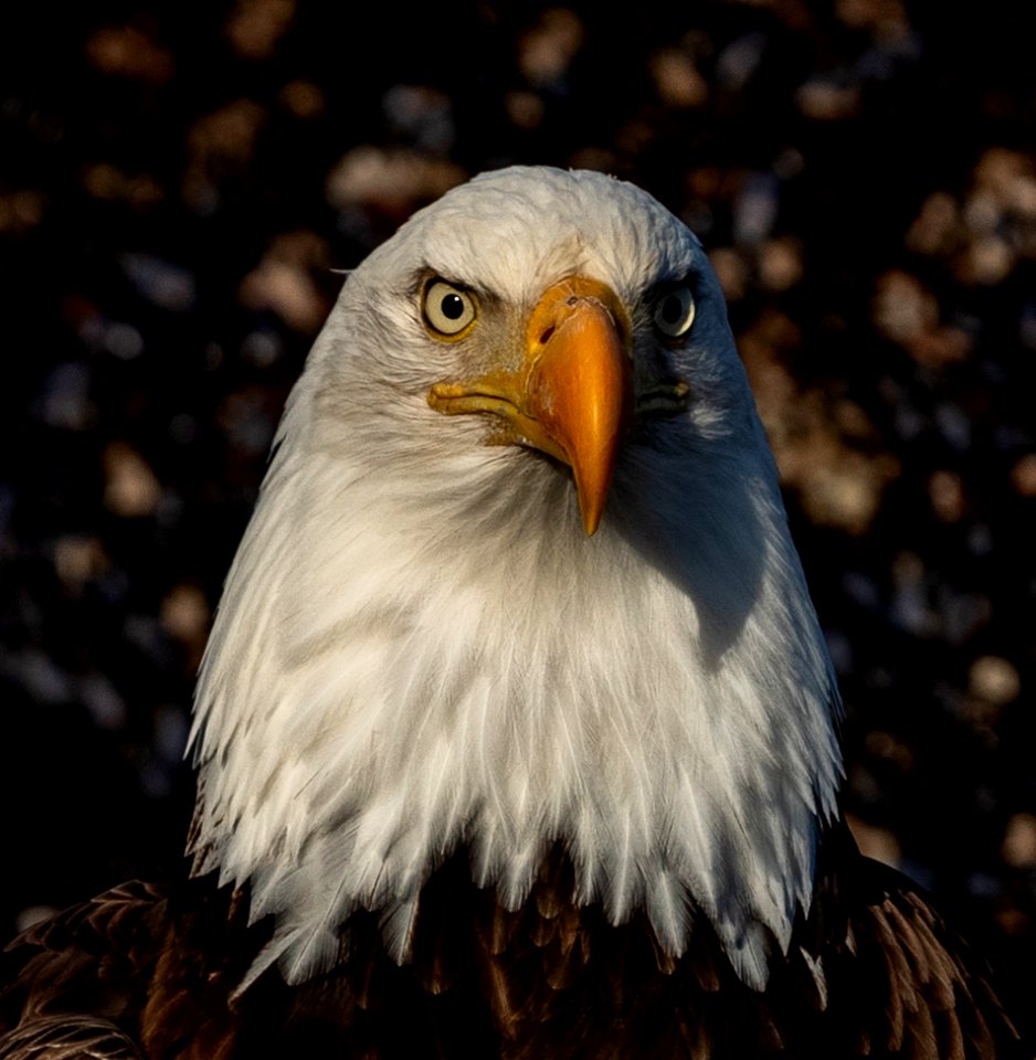 2020 Bald Eagle Portraits, vicinity Homer, Alaska (14)