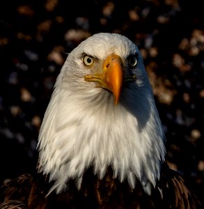 2020 Bald Eagle Portraits, vicinity Homer, Alaska (14)
