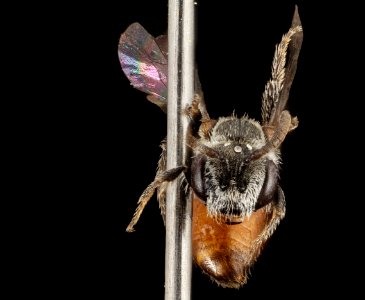 Sphecodes species, F, Face, HI, Maui County 2014-08-22-19.03