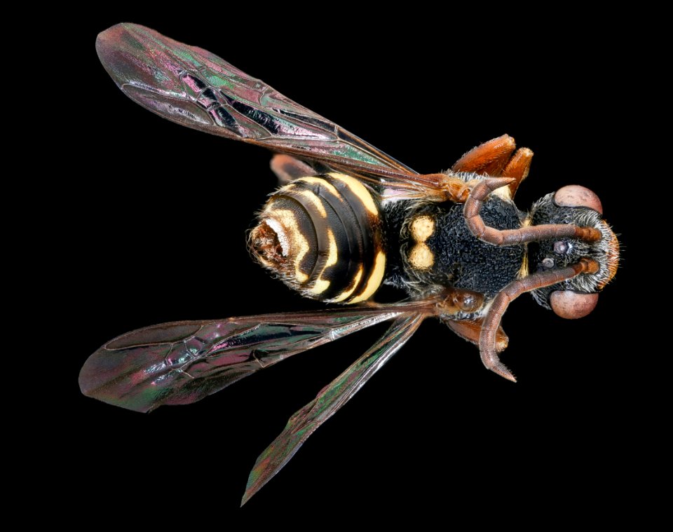 Nomada electella, f, back, Bath Co. Virginia 2019-12-18-11.32.28 ZS PMax UDR