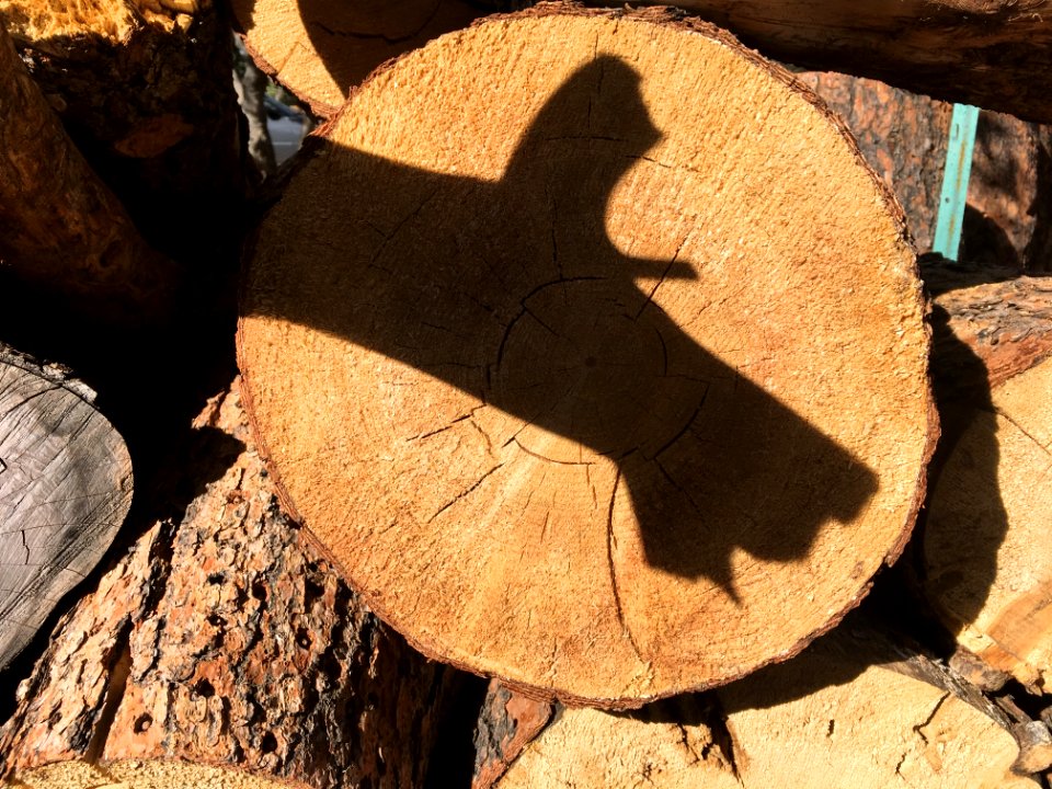 The Old Dog Shadow Trick