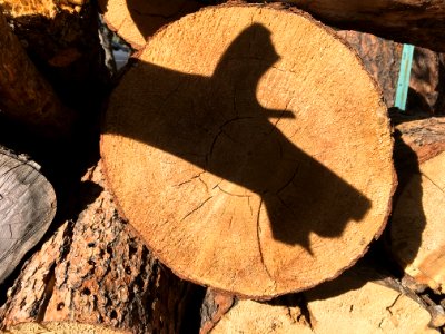 The Old Dog Shadow Trick
