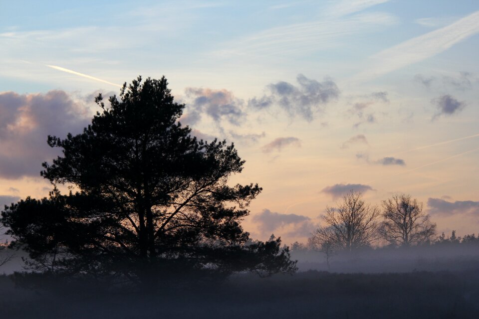 Fir tree veluwe landscape
