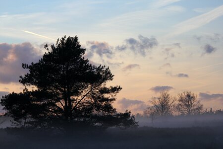 Fir tree veluwe landscape
