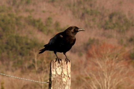 American crow--Warren Bielenberg, March 2019 photo