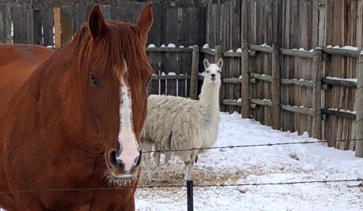 Don't Listen to the Llama