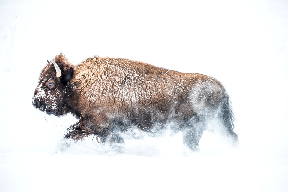 2019 Yellowstone -Bison (29)