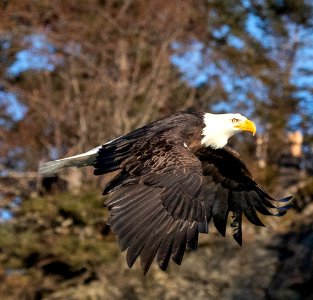 2020 Bald Eagles in Flight, vic Homer, Alaska (32)