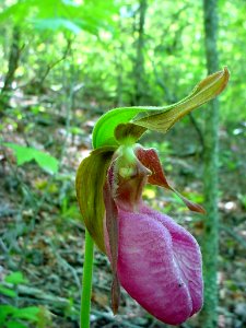 Pink lady slipper, May 2005--Tom Harrington