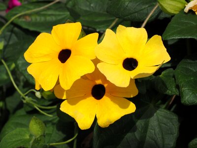 Thunbergia alata acanthaceae black