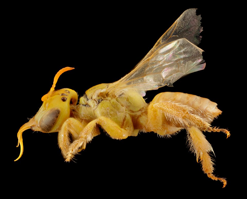 Pararhophites, f,  side 2014-10-11-19.42.08 ZS PMax