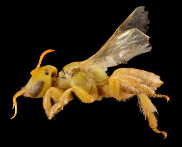 Pararhophites, f,  side 2014-10-11-19.42.08 ZS PMax