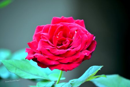 DSC 0014