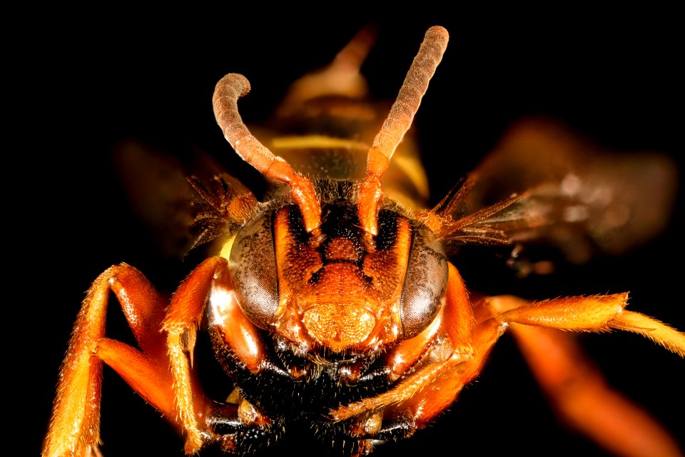 Nomada vincta, f, face, Minnesota 2016-04-19-14.39