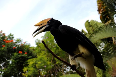Bali Bird Park photo