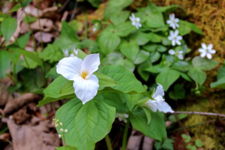 White trillium, April 2018--Warren Bielenberg