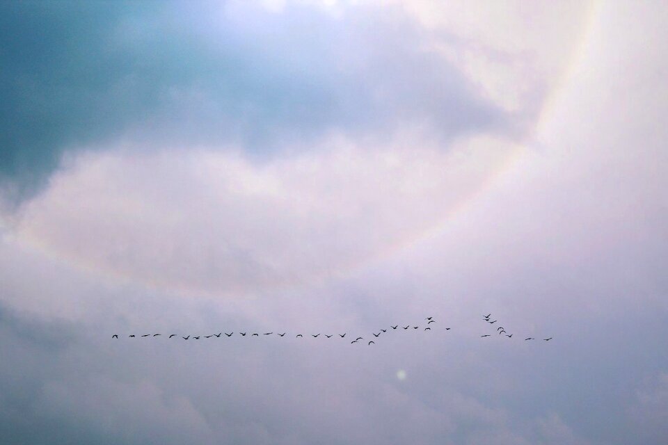 Flying water bird flock of birds