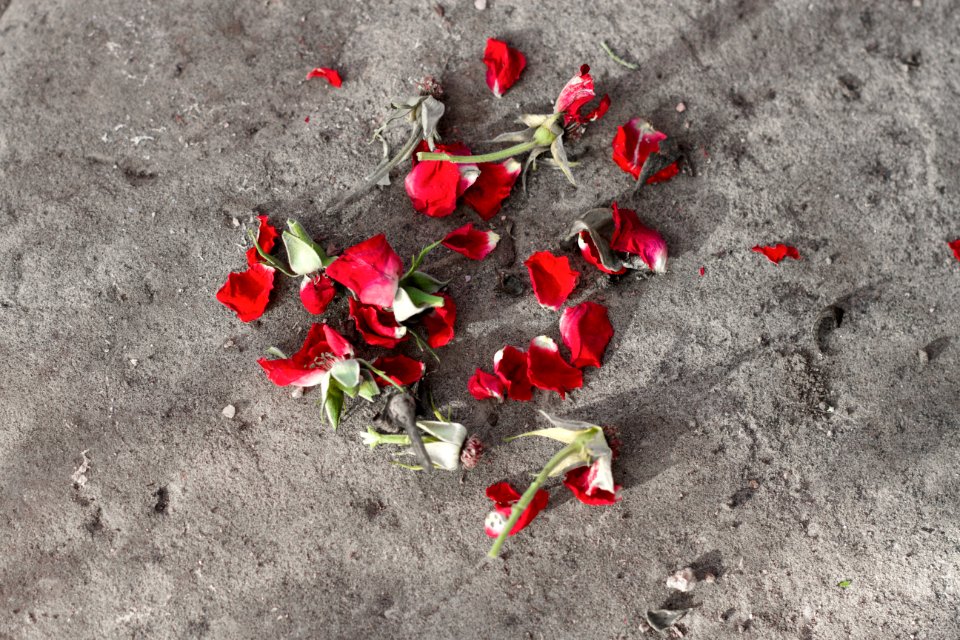 2017/365/293 Shattered Rose
