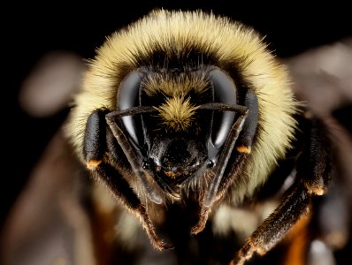Bombus ternarius, F, Face, NY, Franklin County 2014-07-01-16.25