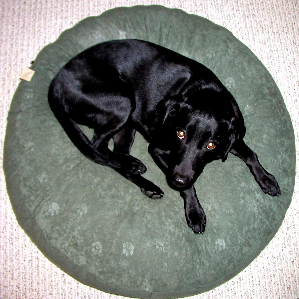 Cadu Squared Circle