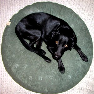 Cadu Squared Circle