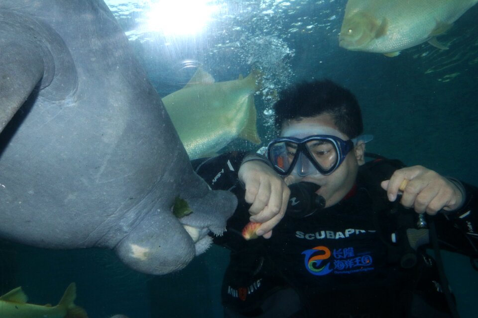 The manatee mermaid sea