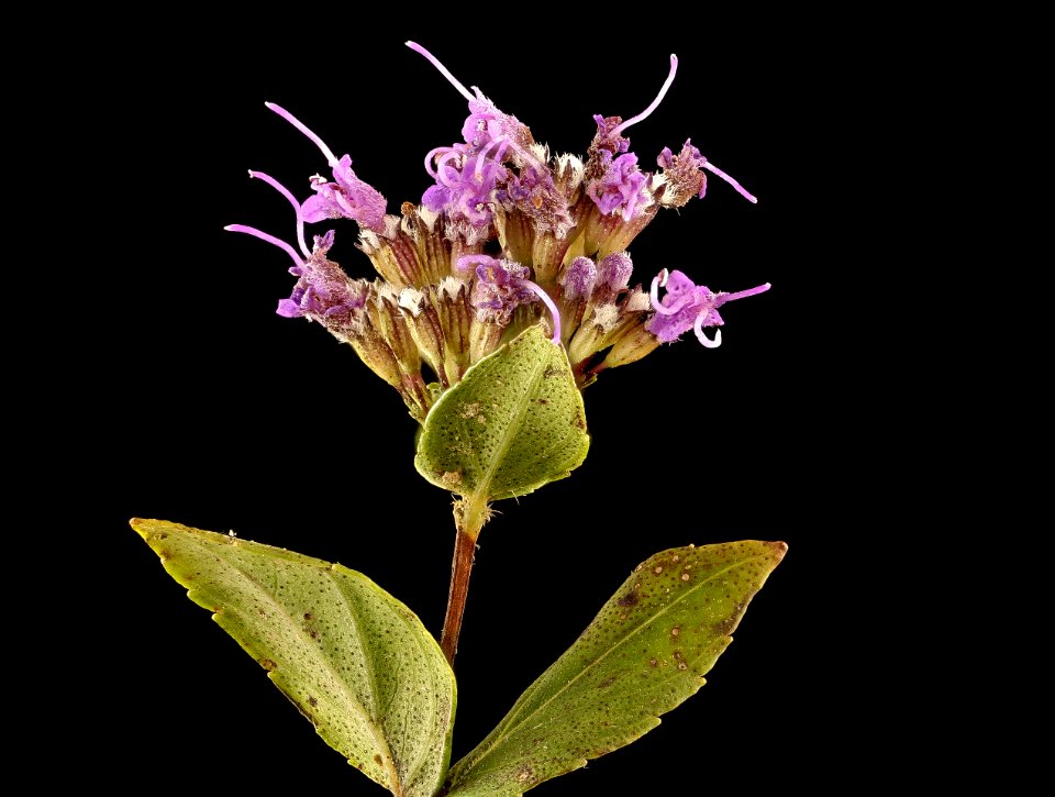 Cunila origanoides, American Dittany, Howard County, MD, Helen Lowe Metzman 2017-09-13-16.16