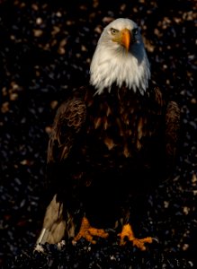 2020 Bald Eagle Portraits, vicinity Homer, Alaska (15)