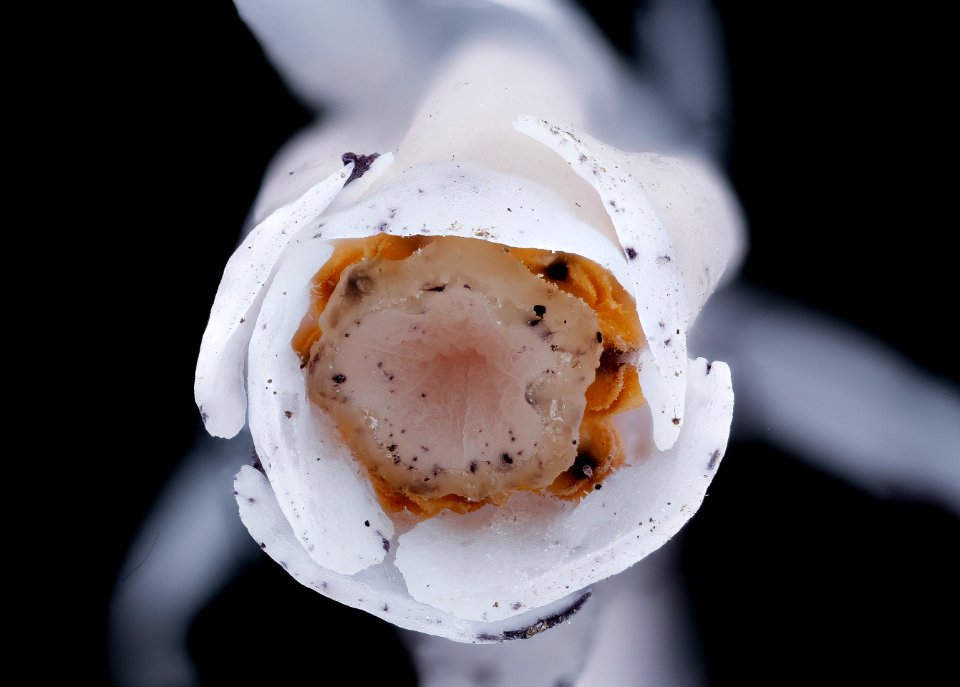 Monotropa uniflora 2, Ghost Pipe, Howard County, Md, Helen Lowe Metzman 2019-10-23-18.28.36 ZS PMax UDR