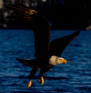 2020 Bald Eagles in and around Homer, Alaska (99)