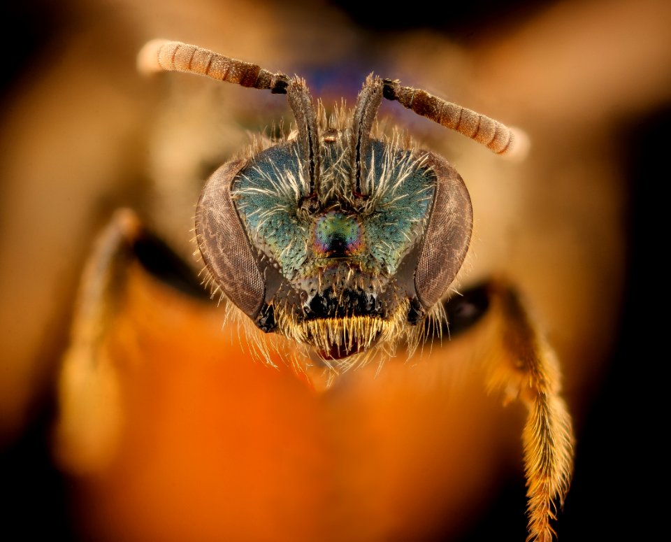 Ruizanthedella mutabilis, f, face, Patagonia, Chile 2018-07-13-23.25
