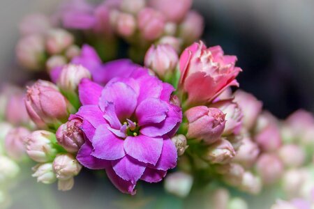 Thick sheet greenhouse plant crassulaceae photo