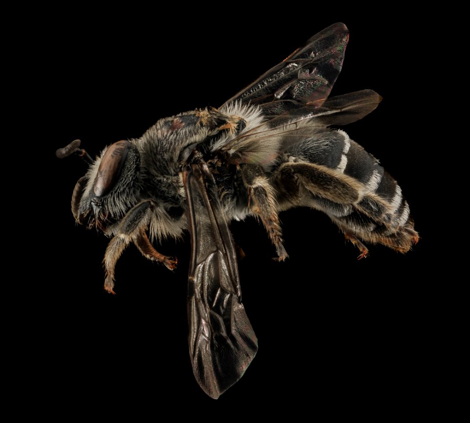 Colletes latitarsis, female