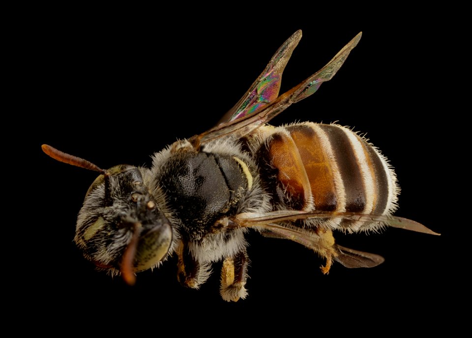 Meliturgula haematospila, back, f, south africa 2014-08-04-19.25.29 ZS PMax