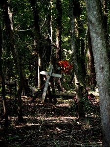 20180823 New Orleans, Alligator trail boat