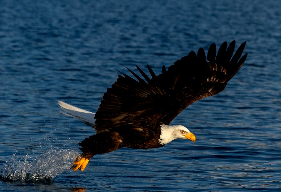 2020 Bald Eagles Going after Fish (34)