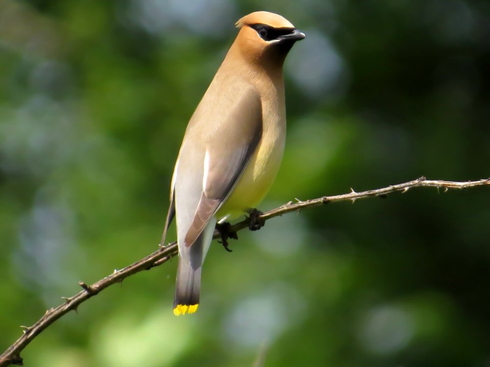 Cedar Waxwing, July 2015--Warren Bielenberg