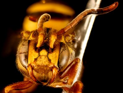 Nomada fragariae, F, Face, MD, PG County 2015-09-01-14.40.10 ZS PMax UDR