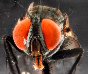 Fly face 2012-10-23-16.12