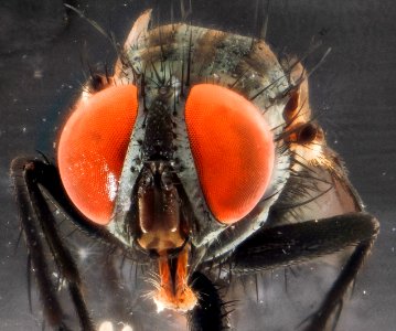 Fly face 2012-10-23-16.12 photo