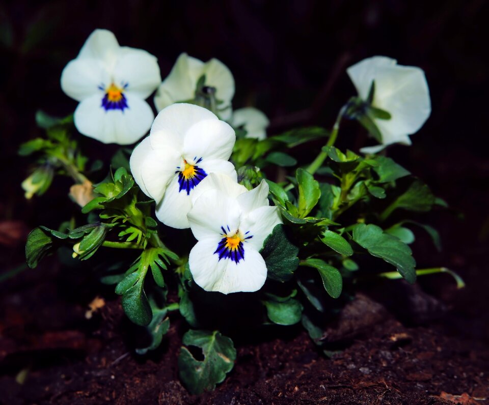 Violaceae close up plant